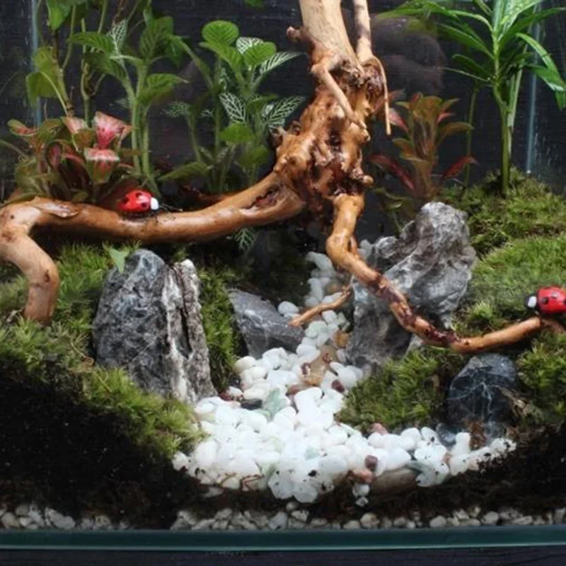Pohon alami kayu apung akuariu - Marine Aquarium For Sale ulasan dan harga
