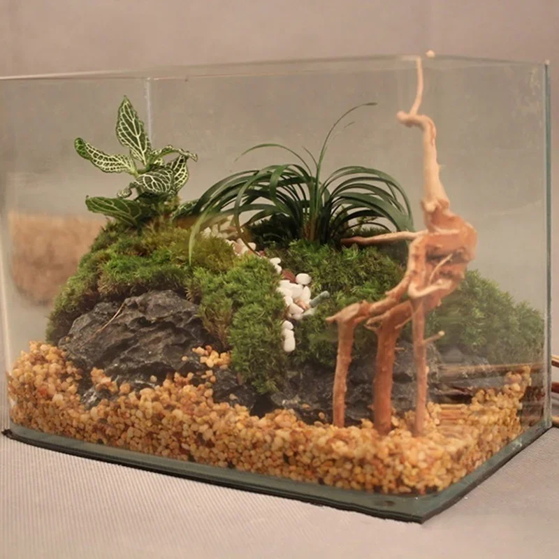 Pohon alami kayu apung akuariu - Marine Aquarium For Sale ulasan dan harga