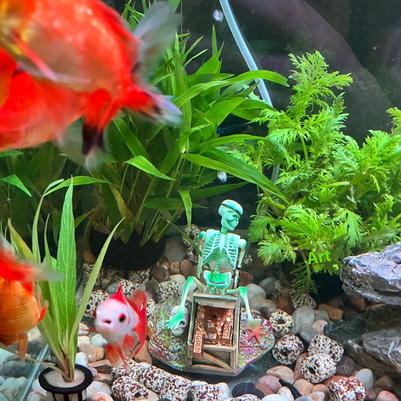 Pompa Udara Gelembung Akuarium - Marine Aquarium For Sale ulasan dan harga