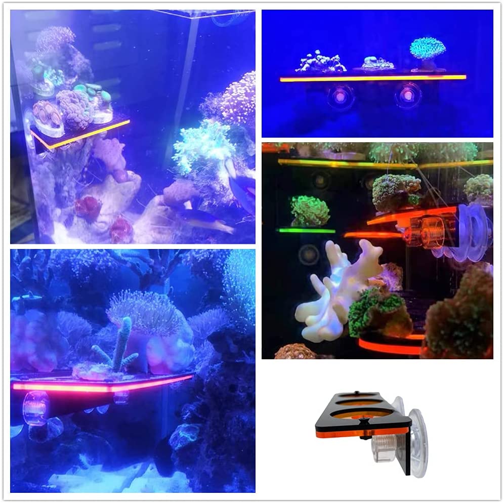 Braket penumbuh karang neon, r - Marine Aquarium For Sale ulasan dan harga